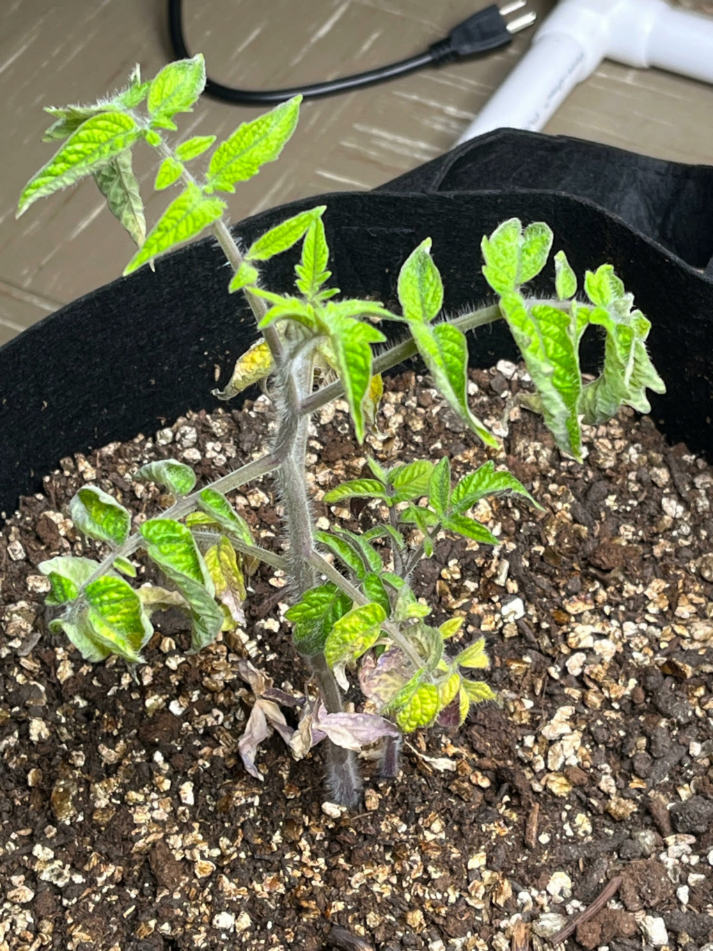 new to SFG, need help plants look bad Cherry10