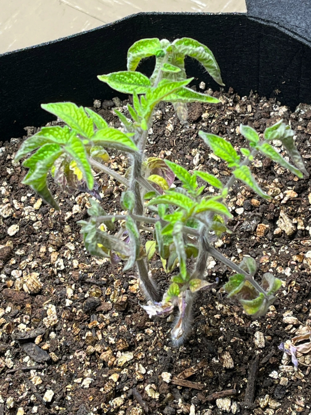 new to SFG, need help plants look bad Cherry12