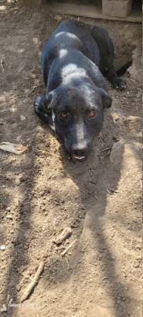 SRECKO -junior -M-X labrador noir- Né juin 2023- Refuge de Bella- SERBIE- 20240119