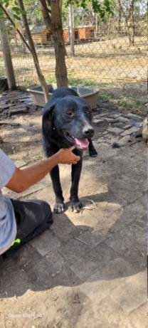 SNOW -junior  M-X labrador noir- Né juin 2023 -Refuge de Bella- SERBIE- 20240983