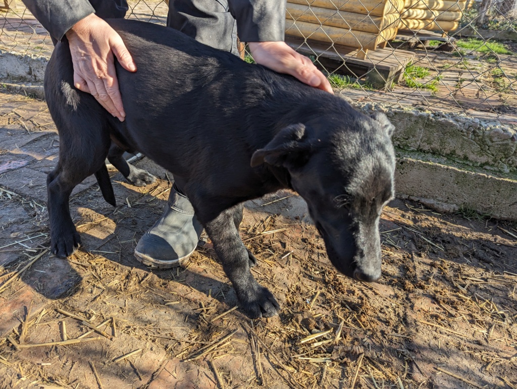 SRECKO -CHIOT-M-X labrador noir- Né juin 2023- Refuge de Bella- SERBIE- Pxl_2073