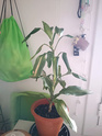 Dracaena mustia Img_2014