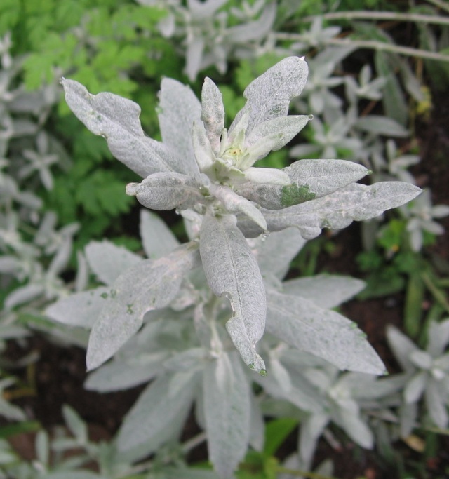 Artemisia ludoviciana silver queen 12_08_10