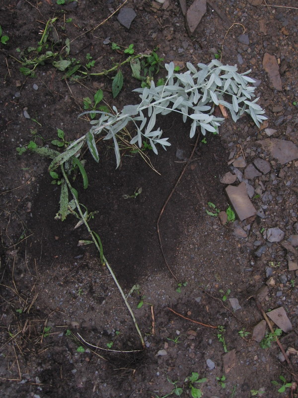 Artemisia ludoviciana silver queen 12_08_14