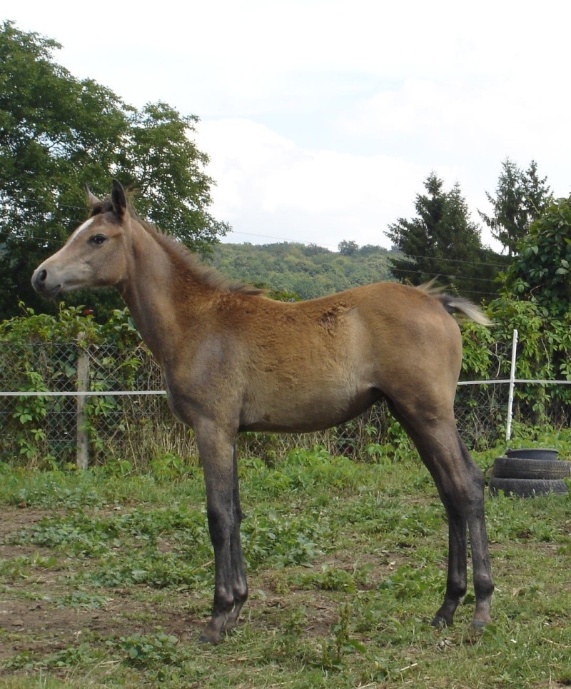 EL NEFOUS ARABIANS présente USBEKA EL NEFOUS Dsc06813