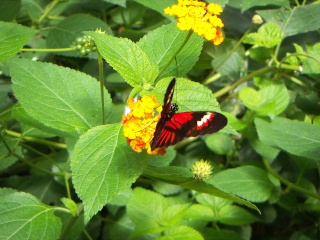 le jardin aux papillons de Vannes Pict1720