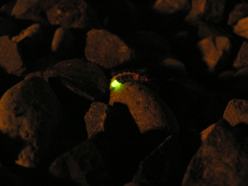 Insecte la nuit P8170010