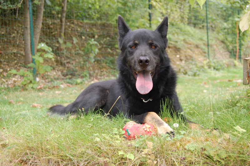 AXE - croisé nordique/beauceron de 3 ans - OISE Dsc_0512