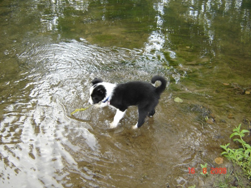 Diego ( anciennement:les bonnes raisons d'avoir un border collie) - Page 5 1024x713