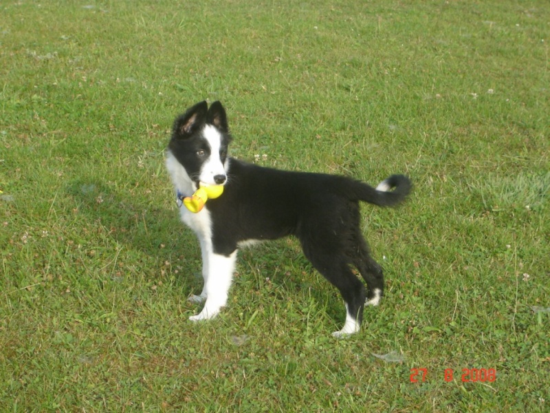 Diego ( anciennement:les bonnes raisons d'avoir un border collie) - Page 5 Dsc04711