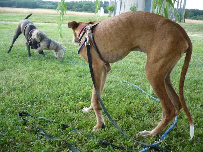 sauvons les galgos P1010610