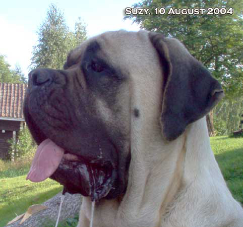 Quelques photos de mes mastiffs par Paint it Black Suzy-310