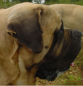 Quelques photos de mes mastiffs par Paint it Black Tomhea10