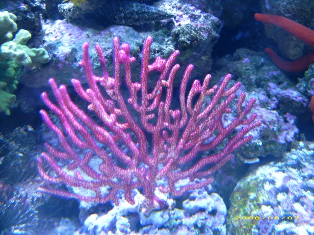 quelques un de mes coraux et invertebres 013_410