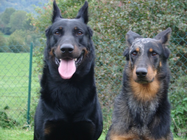 Chiots beauceron - Page 2 Dsc02210