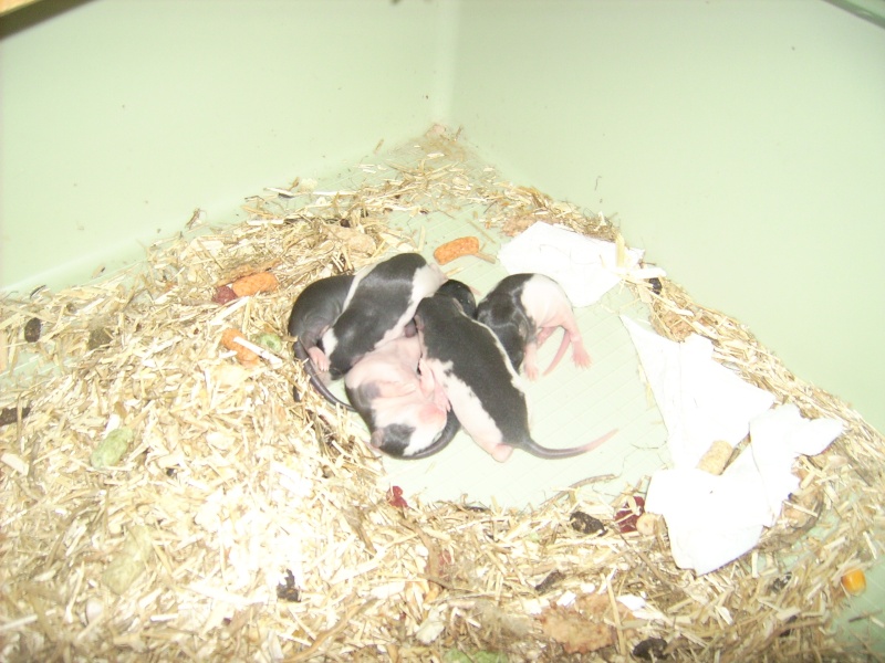 6 bebes rats a adopter Dsci0067