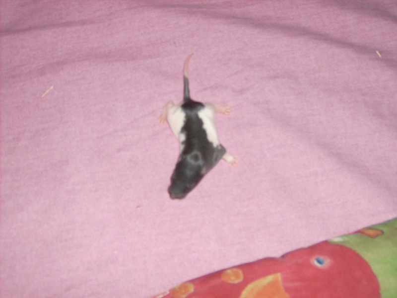 6 bebes rats a adopter Dsci0068
