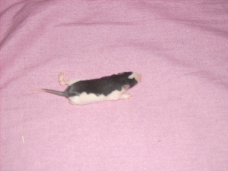 6 bebes rats a adopter Dsci0069