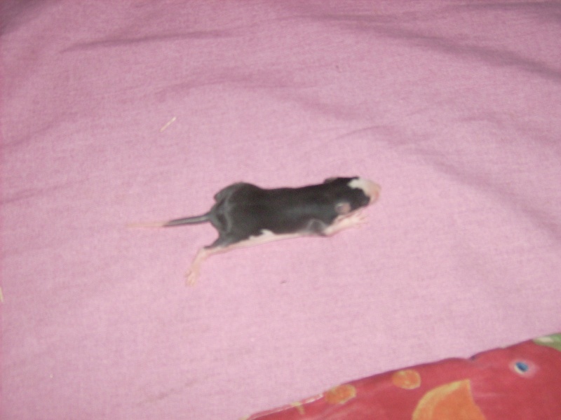 6 bebes rats a adopter Dsci0070