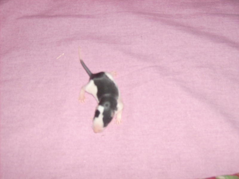 6 bebes rats a adopter Dsci0071