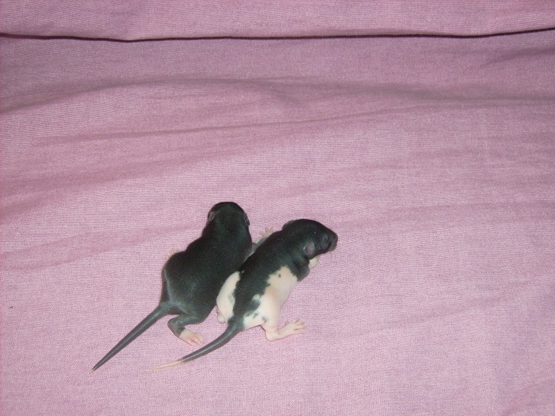 6 bebes rats a adopter Dsci0072