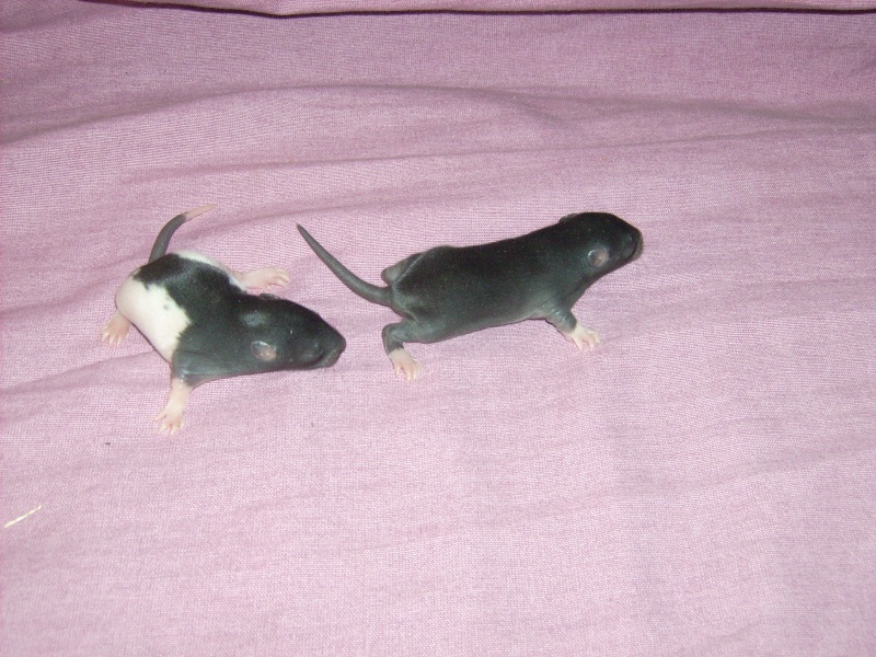 6 bebes rats a adopter Dsci0073