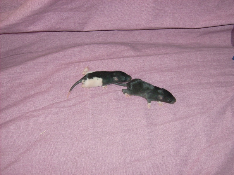 6 bebes rats a adopter Dsci0074