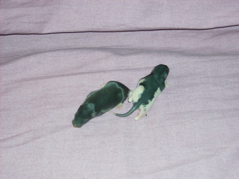 6 bebes rats a adopter Dsci0075