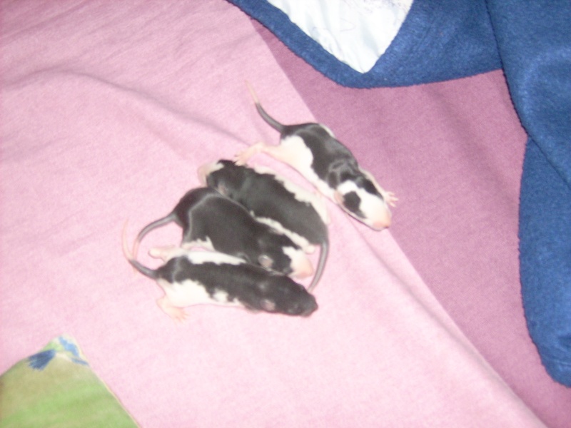 6 bebes rats a adopter Dsci0076