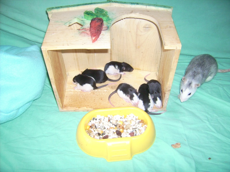 6 bebes rats a adopter Dsci0077