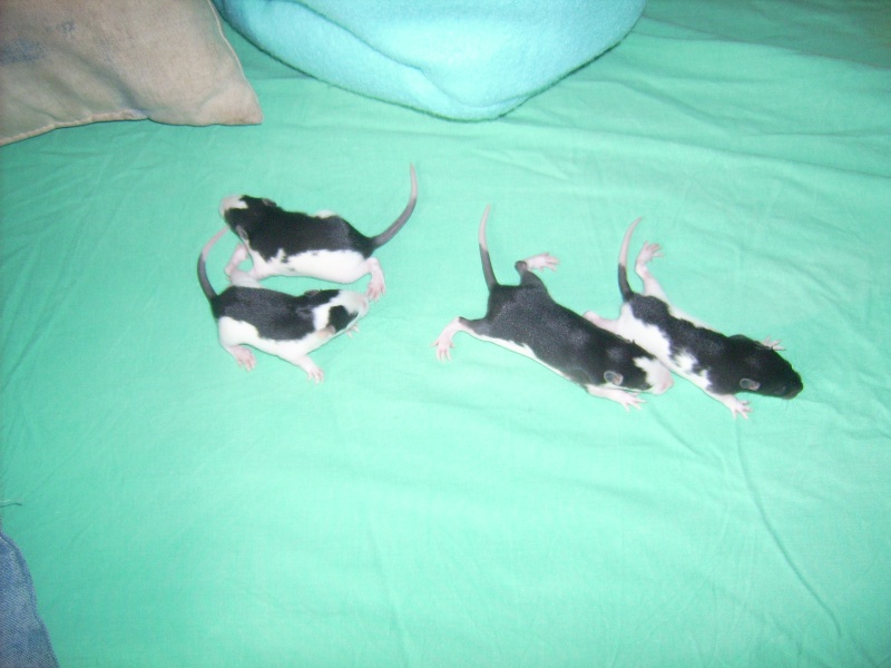 6 bebes rats a adopter Dsci0078