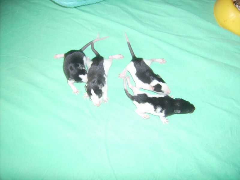 6 bebes rats a adopter Dsci0079