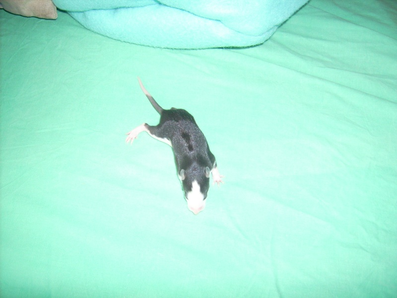 6 bebes rats a adopter Dsci0083