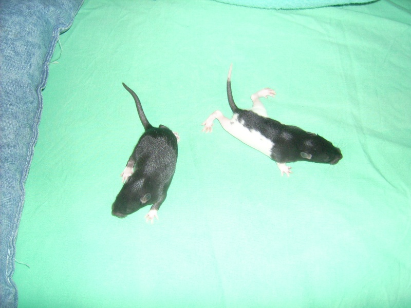 6 bebes rats a adopter Dsci0084