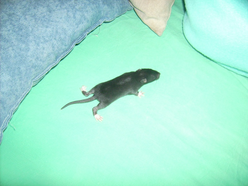 6 bebes rats a adopter Dsci0085