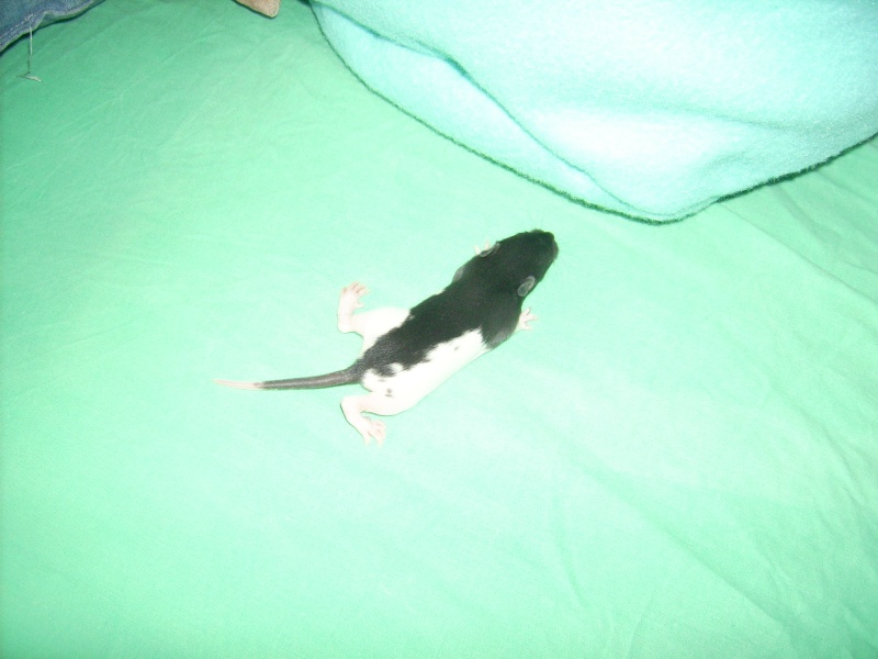 6 bebes rats a adopter Dsci0086