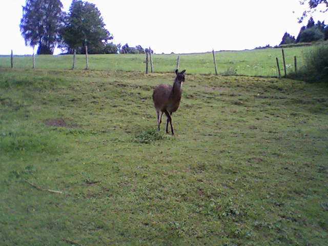 visite d'une mini ferme Photos14