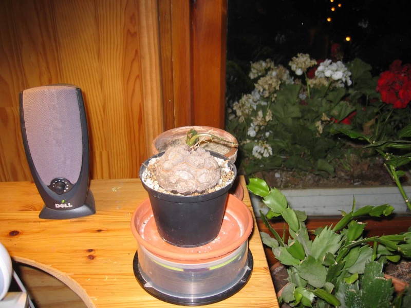 Dioscorea mexicana (syn. macrostachya) Img_2713