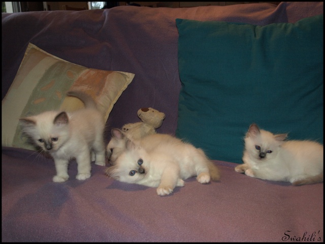 Les chatons de Bianca du Bois de Clamart sont nés!!! - Page 3 P8214111