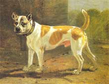 American staffordshire terrier [Origines] Bull-a13