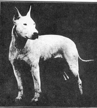 American staffordshire terrier [Origines] Chvirg12