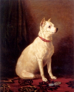 American staffordshire terrier [Origines] Englis11