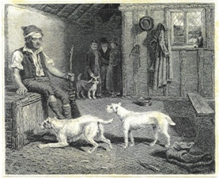 American staffordshire terrier [Origines] Fox11