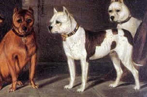 American staffordshire terrier [Origines] Sbt_1812