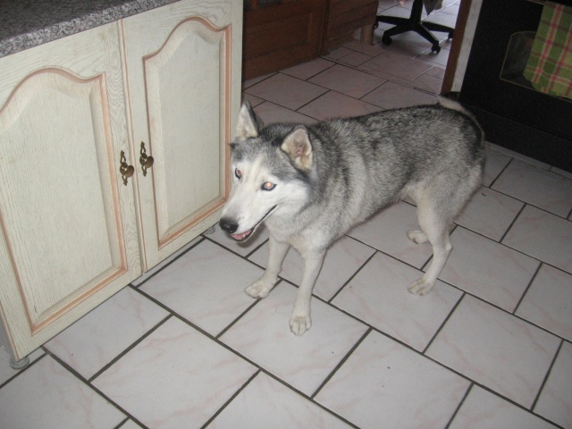 CANDY - femelle husky 12 ans - Asso TAIGA [DECEDEE] - Page 3 Img_0113
