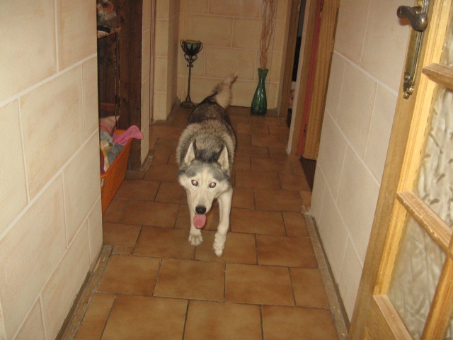 CANDY - femelle husky 12 ans - Asso TAIGA [DECEDEE] - Page 3 Img_0114