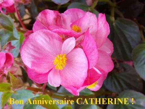 Bon Anniversaire Catherine Bon Anniversaire Catherine
