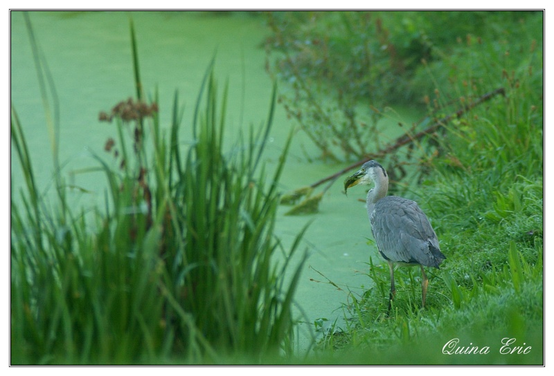 La pêche de ce matin Imgp6412