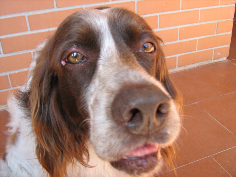 I miei Cani Tomas e Max Img_0014