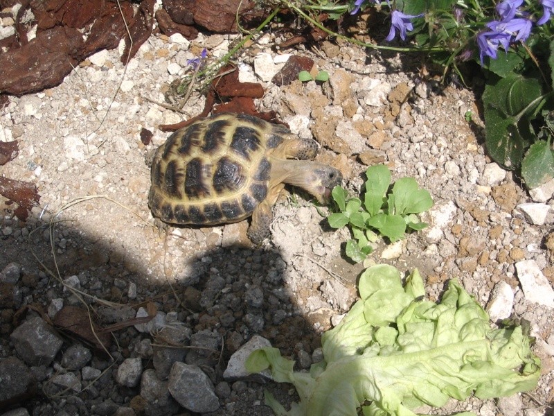 ma tortue ne mange rien